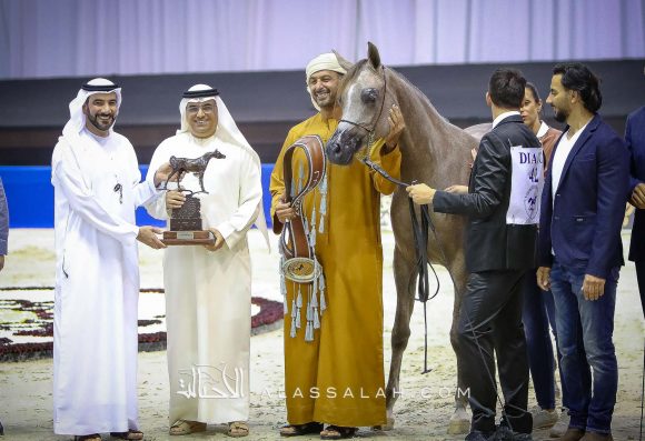 دي جودي (ع ج عزام x إيلي فلامينكا) مربط دبي.