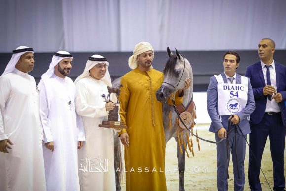 دي شيهانة (اف ايه الرشيم x دي شهلا) مربط دبي.