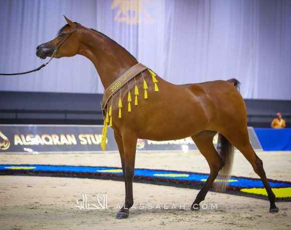 ع ج سمارا (ع ج مردان x سما أي ام) مربط عجمان.