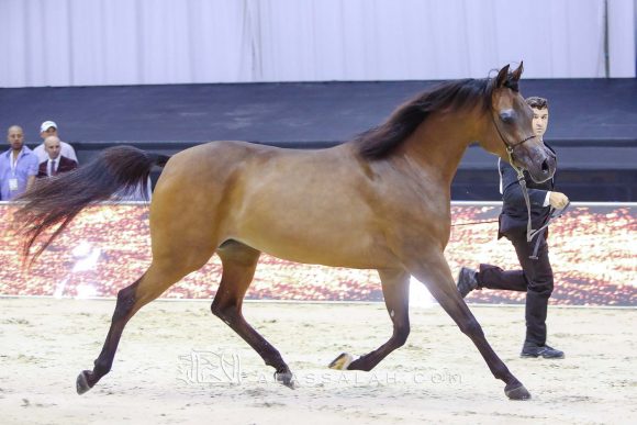 ع ج تريم (ايمرالد جي x ايسبينلا) مربط عجمان