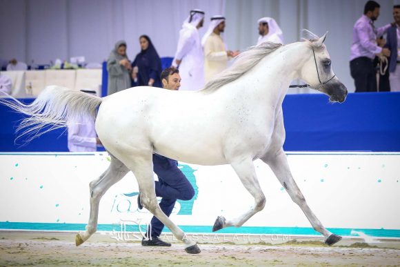 مزن البداير (اس ام  أي ماجيك وان x ماتهاري) مربط البداير