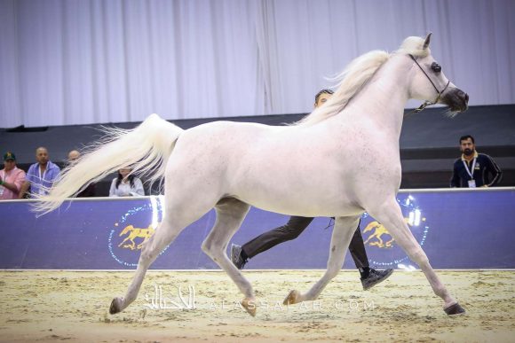 بافيرا اتش في بي (مروان الشقب x اتش بي بيسوليا) مربط ابها