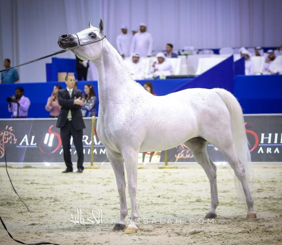 بافيرا اتش في بي (مروان الشقب x اتش بي بيسوليا) مربط ابها