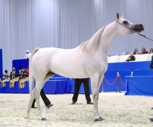 مزن البداير (اس ام  أي ماجيك وان x ماتهاري) مربط البداير