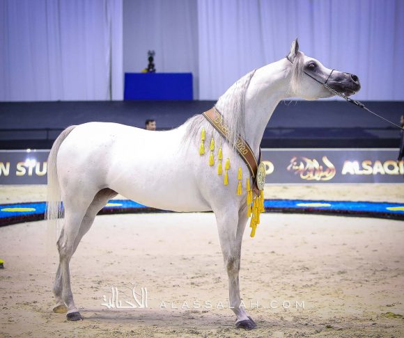 مزن البداير (اس ام  أي ماجيك وان x ماتهاري) مربط البداير