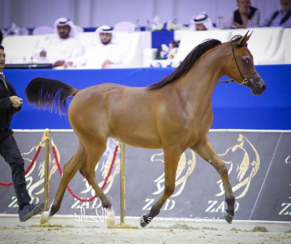  دي شهير (ع ج مرزان x دي شهلة) مربط دبي.