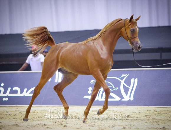 ارجوان البداير (ع ج مرزان x اليزاندرا) مربط البداير