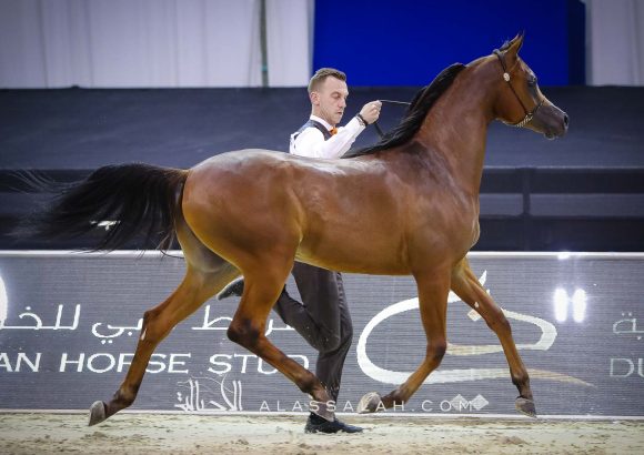 غالي الهواجر ( دومنيك ام x غالية الهواجر) مربط الهواجر