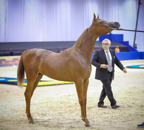 ارجوان البداير (ع ج مرزان x اليزاندرا) مربط البداير