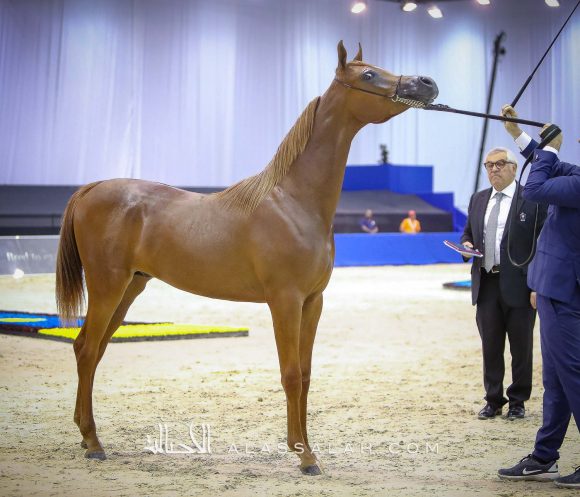 ارجوان البداير (ع ج مرزان x اليزاندرا) مربط البداير