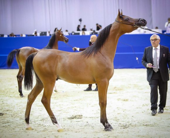  دي شهير (ع ج مرزان x دي شهلة) مربط دبي.