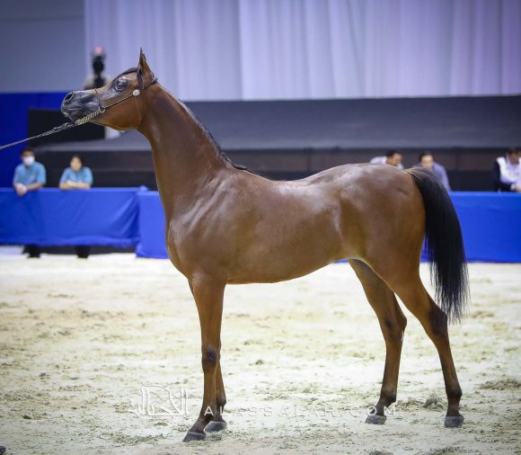 غالي الهواجر ( دومنيك ام x غالية الهواجر) مربط الهواجر