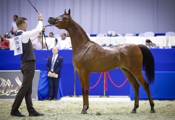 غالي الهواجر ( دومنيك ام x غالية الهواجر) مربط الهواجر