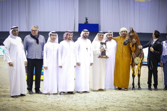  دي شهير (ع ج مرزان x دي شهلة) مربط دبي.