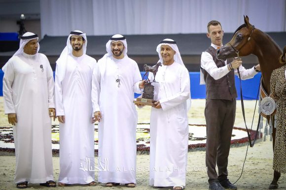 غالي الهواجر ( دومنيك ام x غالية الهواجر) مربط الهواجر