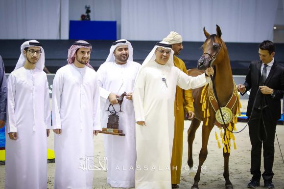  دي شهير (ع ج مرزان x دي شهلة) مربط دبي.