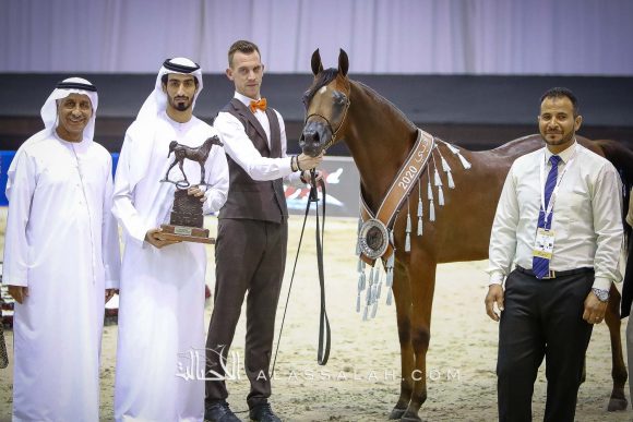 غالي الهواجر ( دومنيك ام x غالية الهواجر) مربط الهواجر