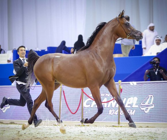 دي شيماز (اف ايه الرشيم x ليدي فيرونيكا) مربط دبي