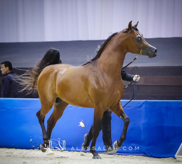  ادميرال (اميرالد جي x هانية) مربط عجمان