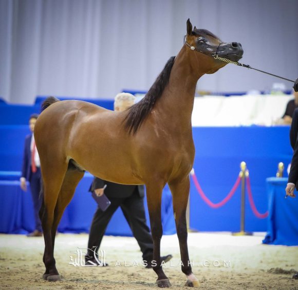 متباهي الهواجر (اف ايه الرشيم x زد تي مارغومي) مربط الهواجر.