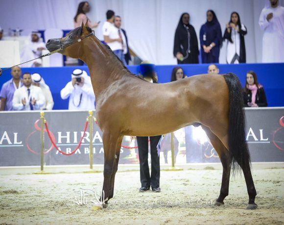 متباهي الهواجر (اف ايه الرشيم x زد تي مارغومي) مربط الهواجر.