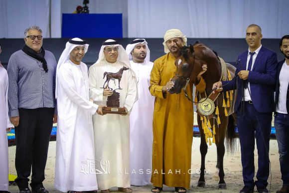 دي شيماز (اف ايه الرشيم x ليدي فيرونيكا) مربط دبي