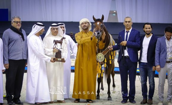 دي شيماز (اف ايه الرشيم x ليدي فيرونيكا) مربط دبي