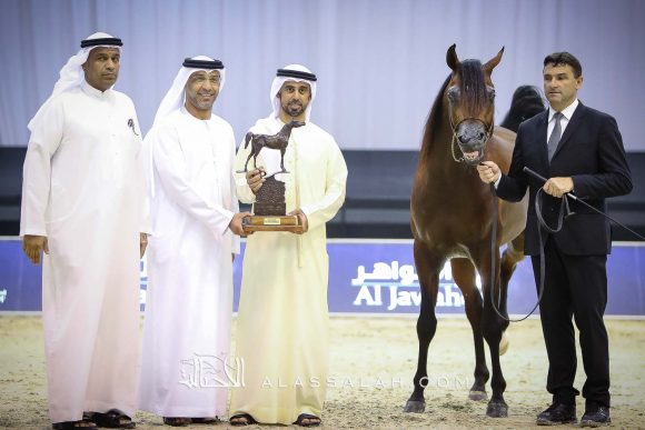 ادميرال (اميرالد جي x هانية) مربط عجمان