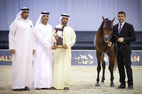 ادميرال (اميرالد جي x هانية) مربط عجمان