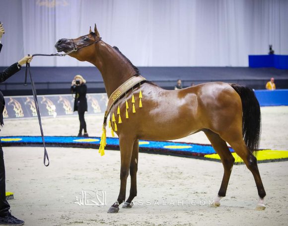 دي شيماز (اف ايه الرشيم x ليدي فيرونيكا) مربط دبي