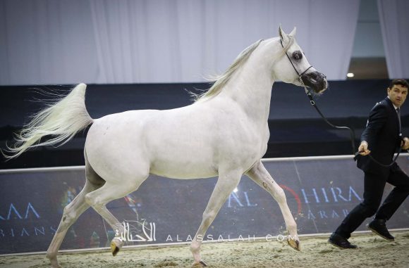 ع ج كفو (شنغهاي إي ايه x ع ج كحيلة) مربط عجمان