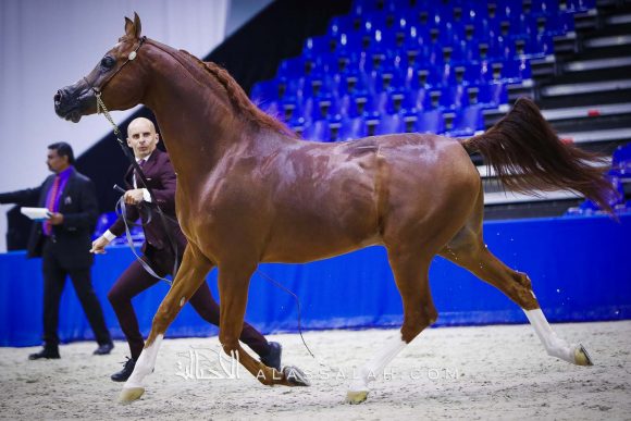ايدن سي (انزوx سيلكن سابل) مربط السيد
