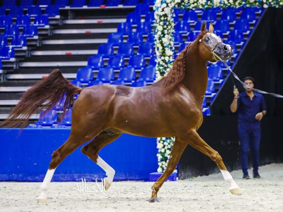 ايدن سي (انزوx سيلكن سابل) مربط السيد