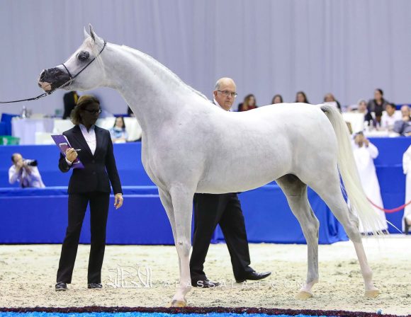 ع ج كفو (شنغهاي إي ايه x ع ج كحيلة) مربط عجمان