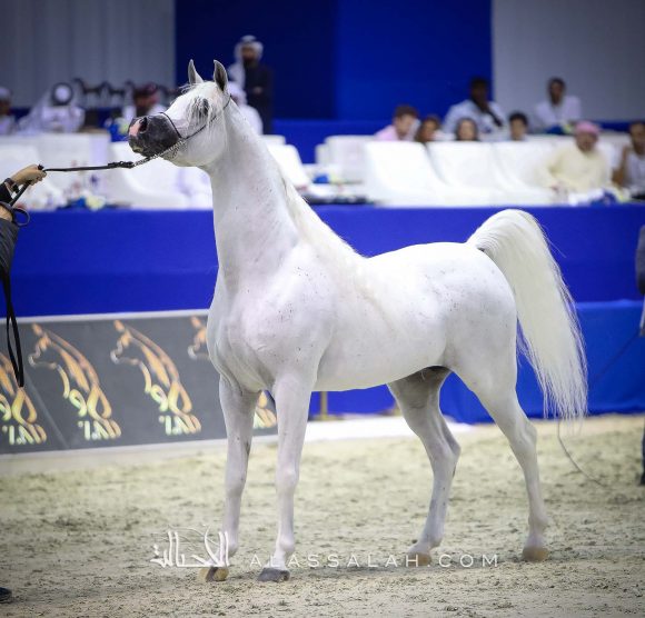 اكسكاليبور إي ايه (شنغهاي إي ايه x ايسينز اوف مروان) مربط الصقران