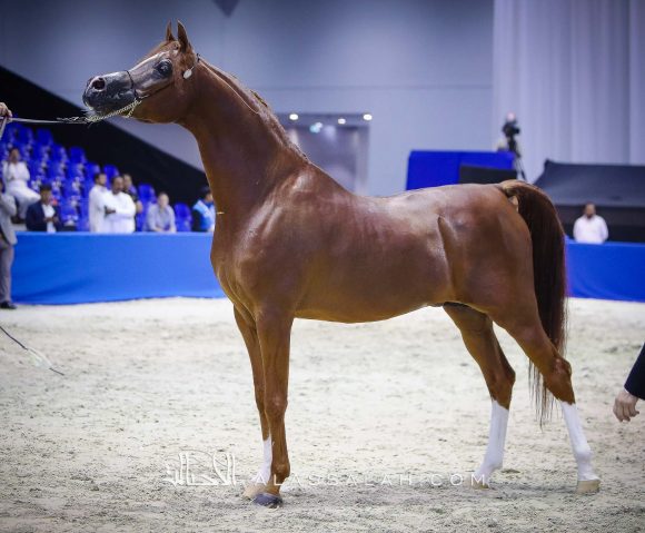 ايدن سي (انزوx سيلكن سابل) مربط السيد