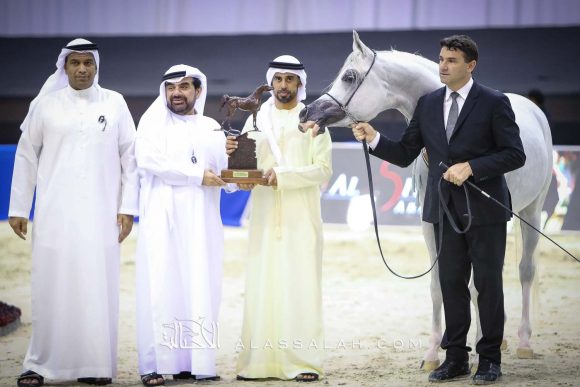 ع ج كفو (شنغهاي إي ايه x ع ج كحيلة) مربط عجمان