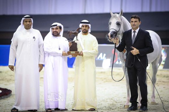 ع ج كفو (شنغهاي إي ايه x ع ج كحيلة) مربط عجمان