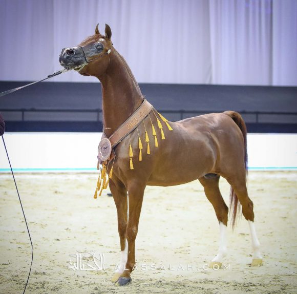 ايدن سي (انزوx سيلكن سابل) مربط السيد