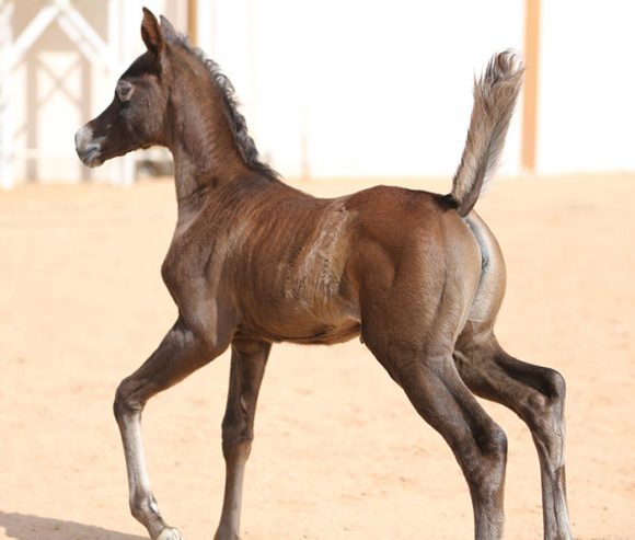 سمريه مقال 3