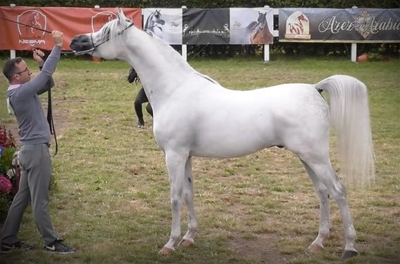 Screen Shot 2020-07-26 at 10.31.34 PM