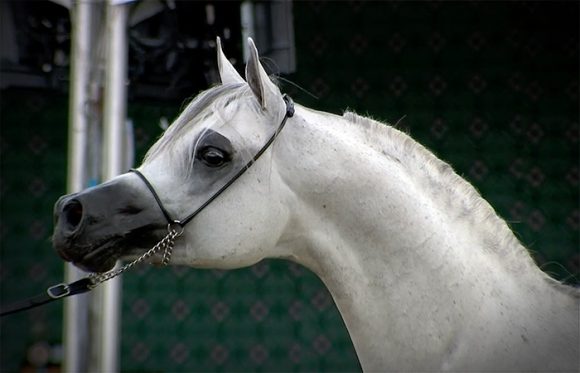 Screen Shot 2020-07-26 at 10.44.07 PM