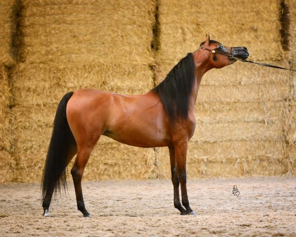 6894_SCHOUKENS_0714_810