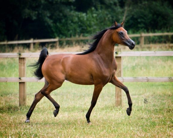 8207_SCHOUKENS_0713_810_Esperanzza