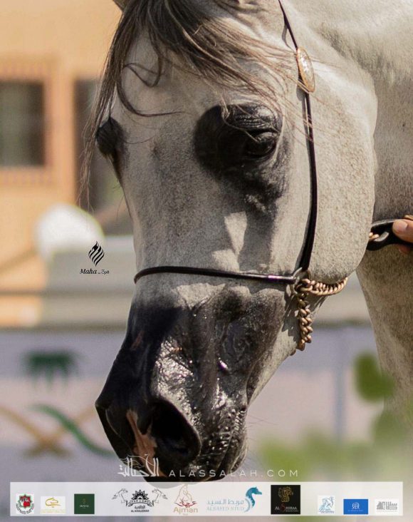 85c77f19-ce12-4a8b-8b11-44304deb6a93