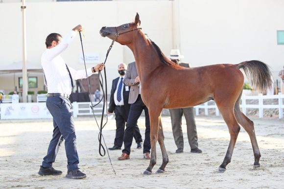 87daa553-da7d-459a-9644-e6b4f700928d