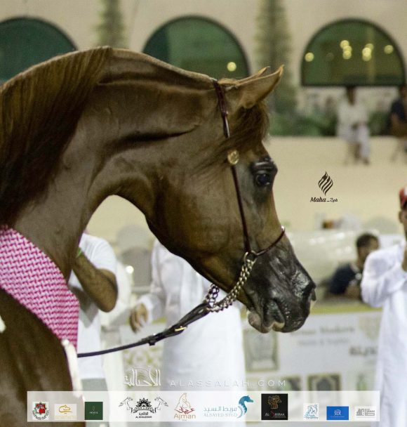 Taif 2020 3rd day 12020-10-04 at 6.30.52 PM 12