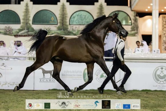 Taif 2020 3rd day 12020-10-04 at 6.30.52 PM 14