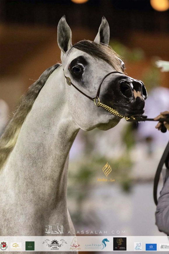 Taif 2020 3rd day 12020-10-04 at 6.30.52 PM 7