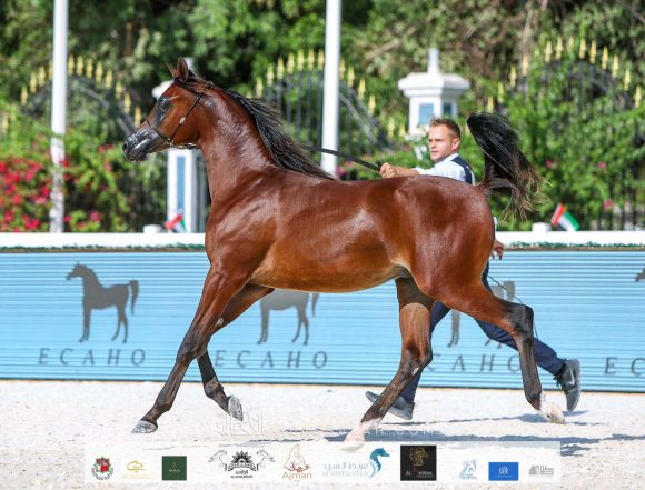 21fe8726-2e4a-419b-8df8-fbe5814eb8c8-2